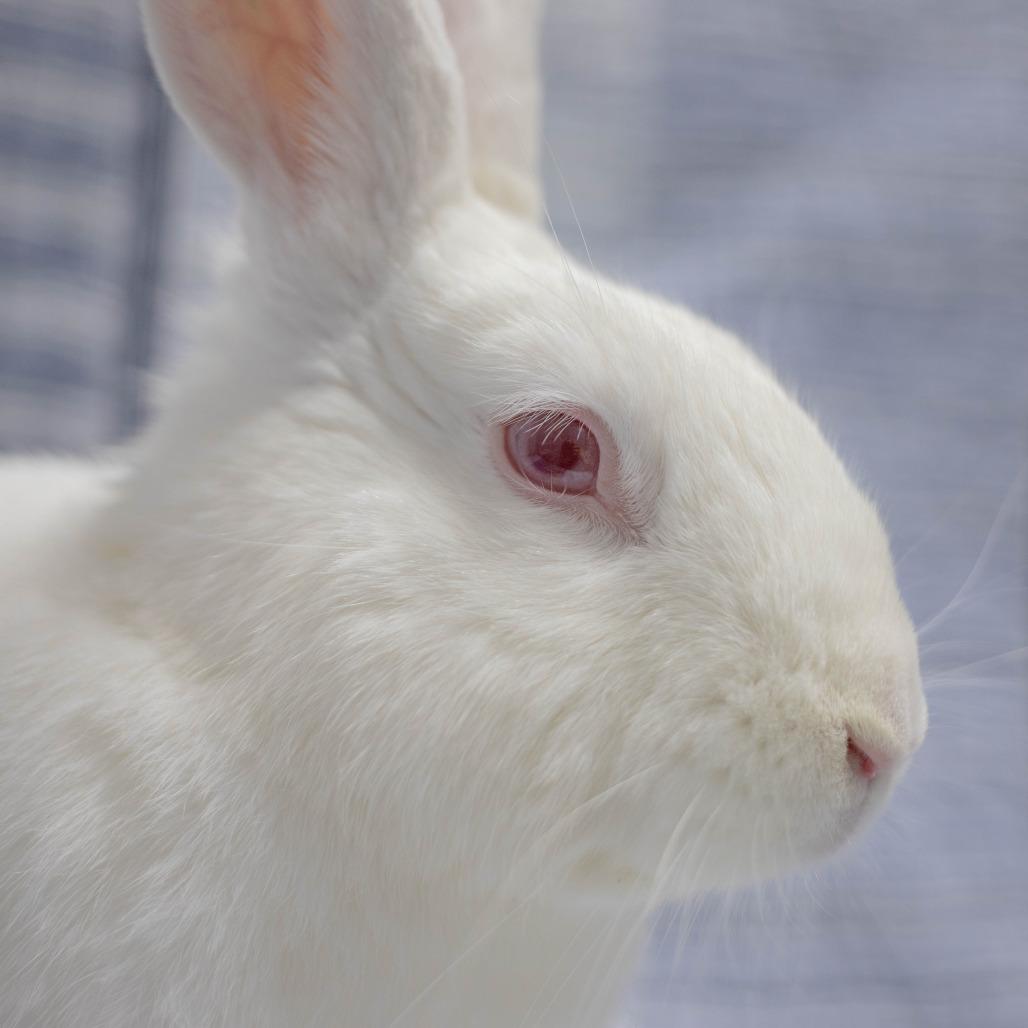 Casper, a Adoptable Florida White in San Diego, CA image 2/6