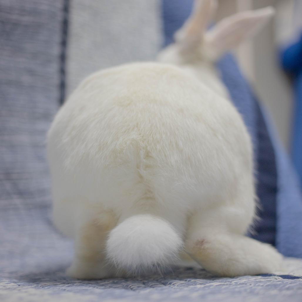 Casper, a Adoptable Florida White in San Diego, CA image 3/6
