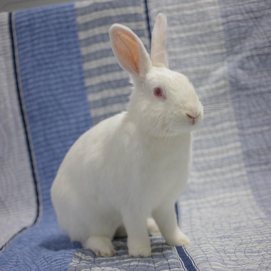 Casper, a Adoptable Florida White in San Diego, CA image 4/6