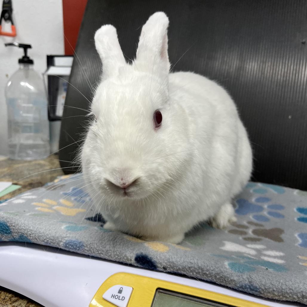 Casper, a Adoptable Florida White in San Diego, CA image 5/6