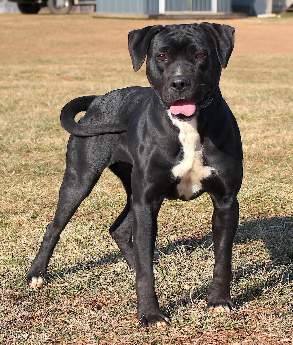 Enlarge Martini, a ADOPTABLE mixed breed in Bedford, VA image 3/3