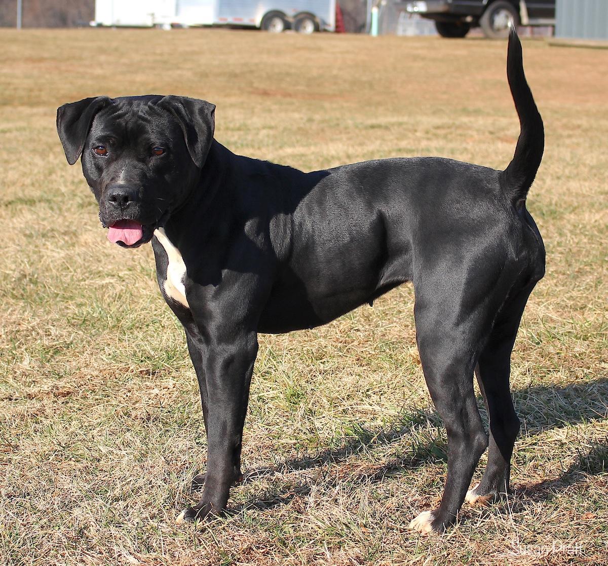 Enlarge Martini, a ADOPTABLE mixed breed in Bedford, VA image 2/3