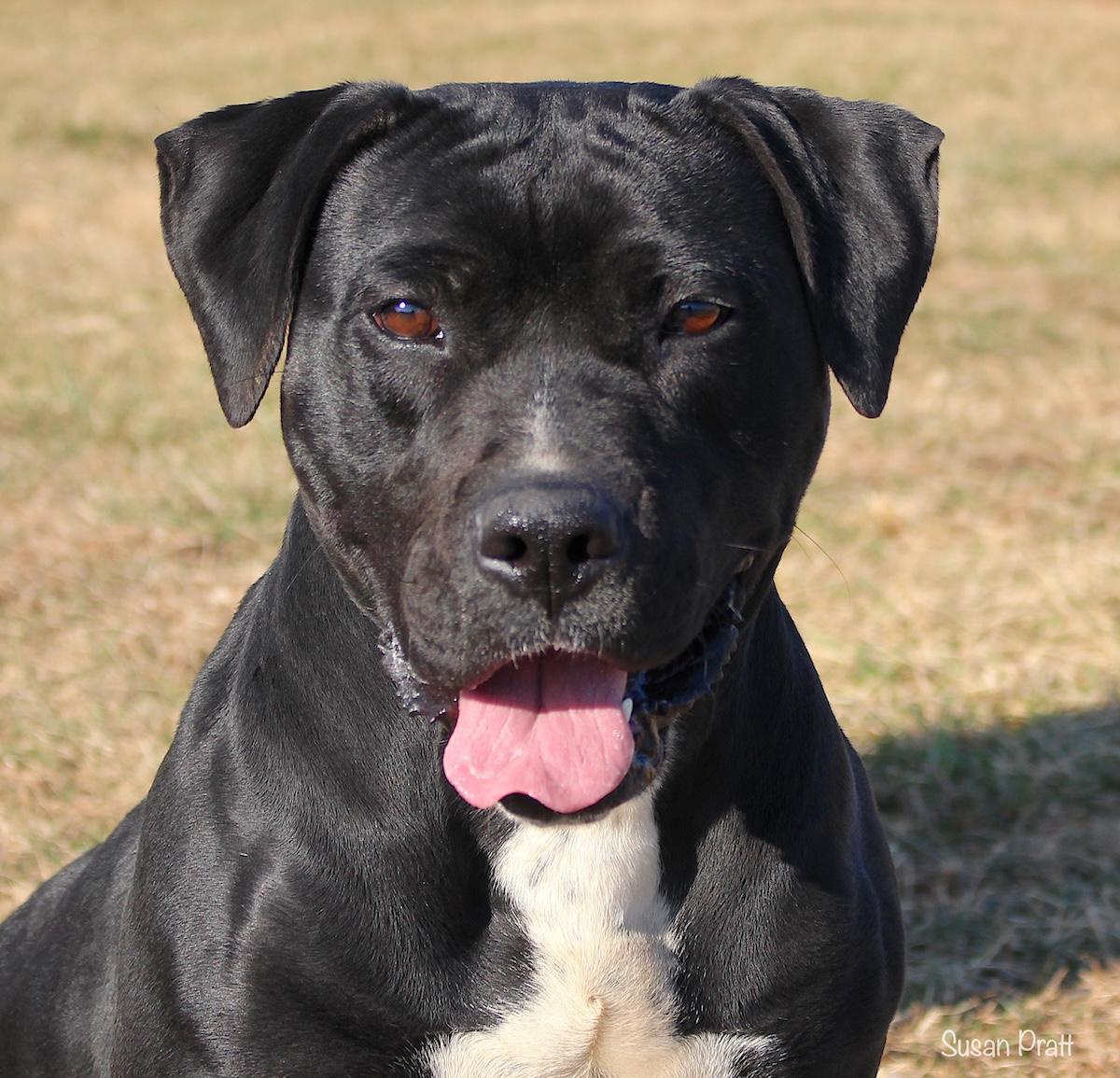 Martini, ADOPTABLE, Adult Female Pit Bull Terrier.