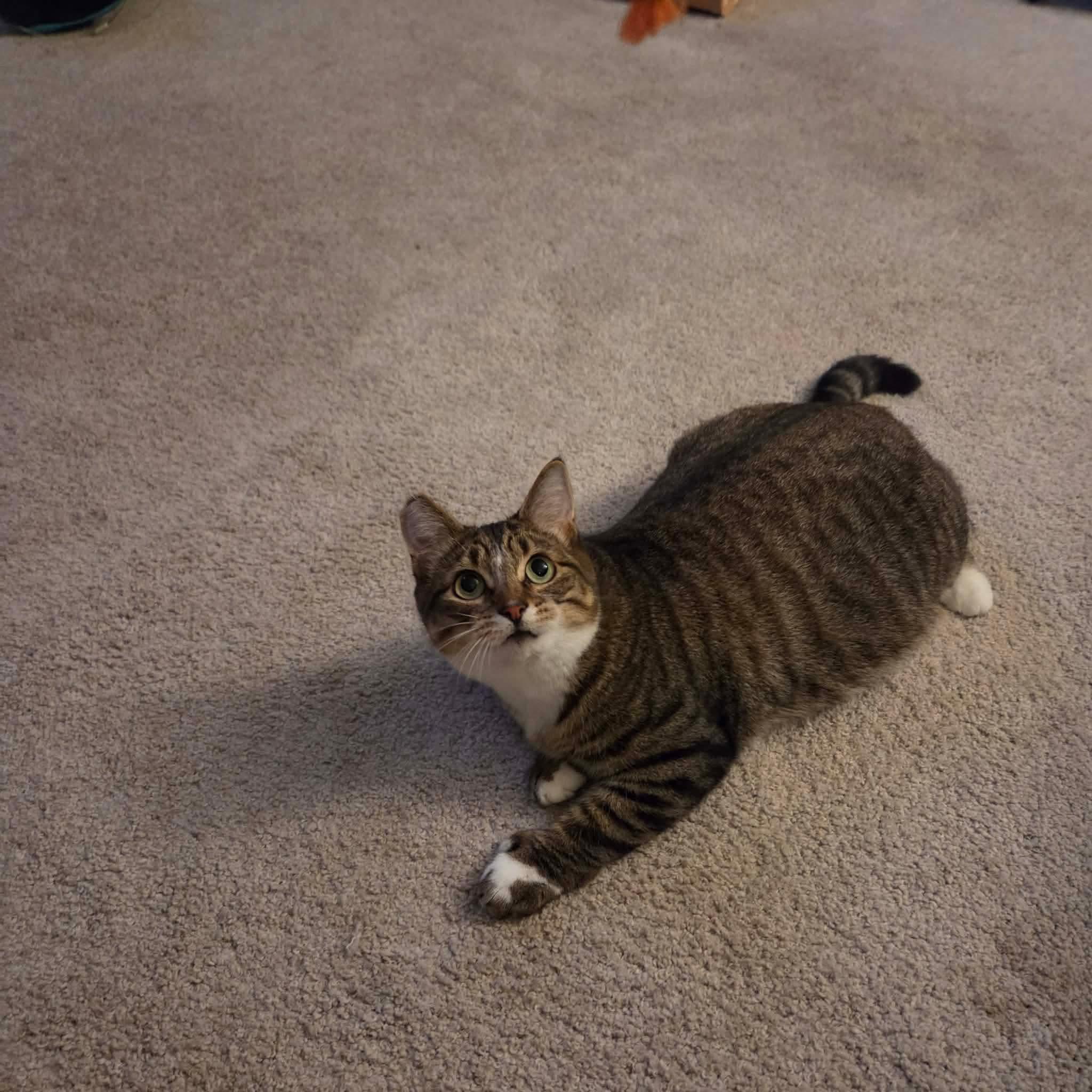 Enlarge Oskara, a Adoptable mixed breed in Gladstone, OR image 5/6