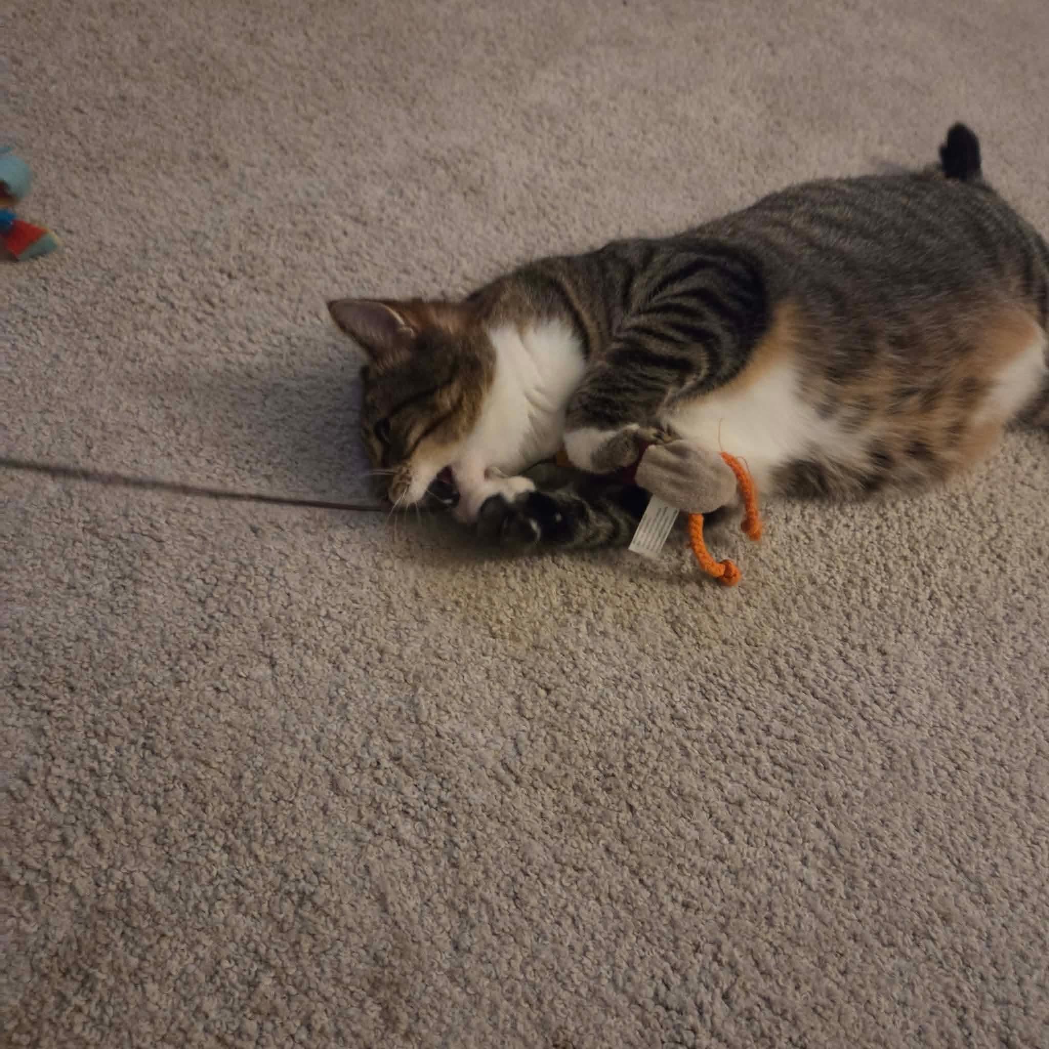 Enlarge Oskara, a Adoptable mixed breed in Gladstone, OR image 2/6