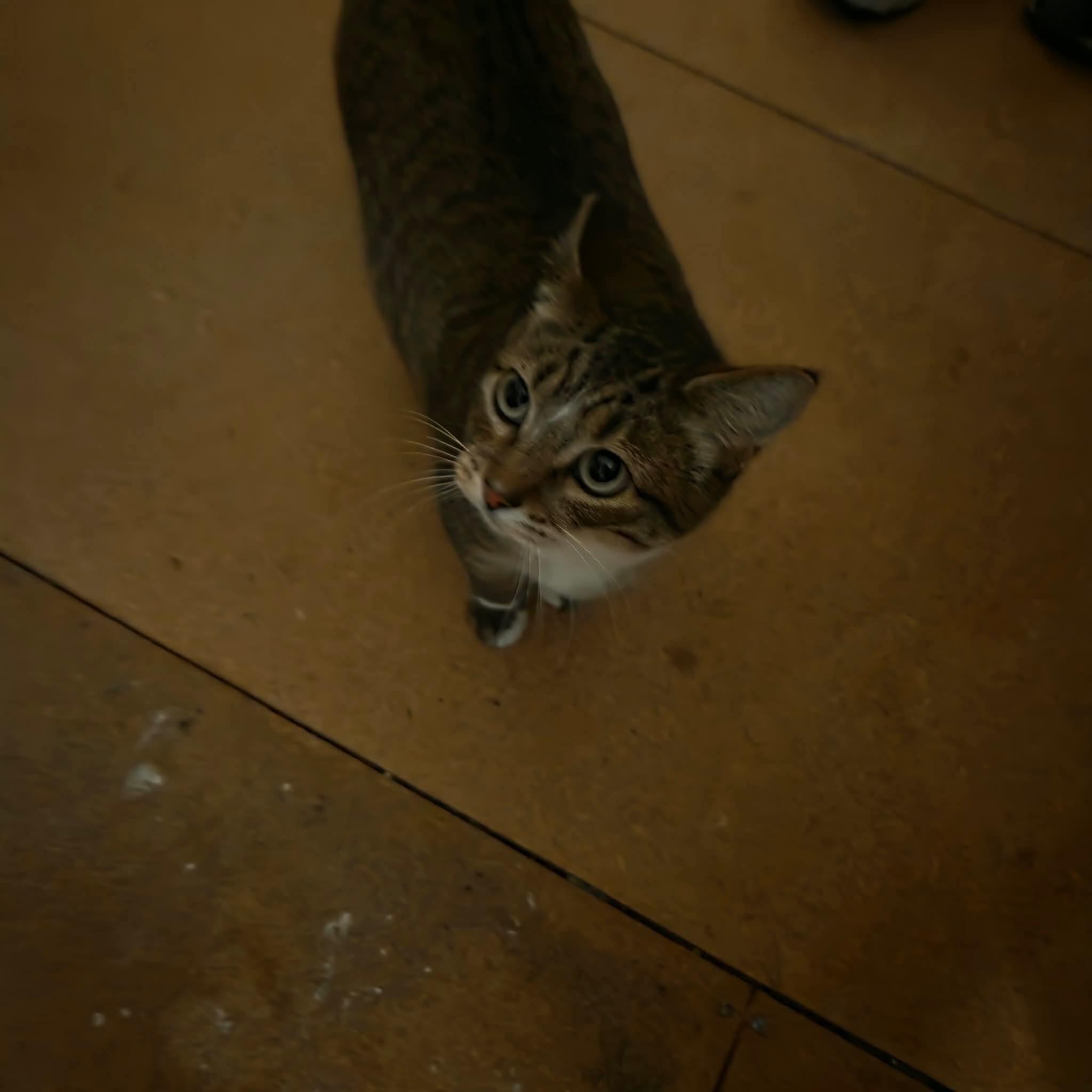 Enlarge Oskara, a Adoptable mixed breed in Gladstone, OR image 6/6