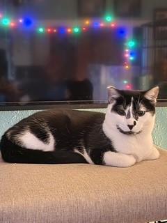 Enlarge Marble, a ADOPTABLE Domestic Short Hair in Springdale, AR image 2/2