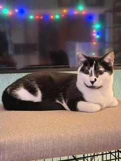 Enlarge Marble, a ADOPTABLE Domestic Short Hair in Springdale, AR image 1/2