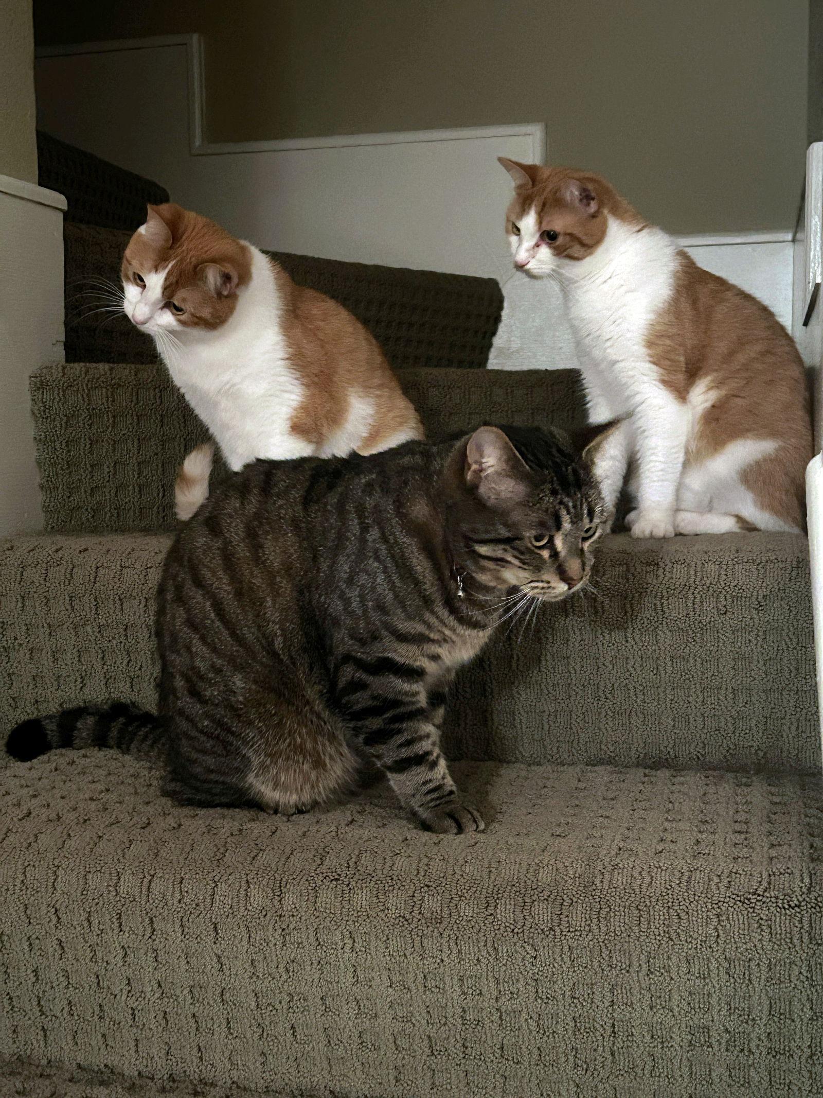 Barley & Oatmeal - Offered by Owner - Bonded Boys, Adoptable, Young Male Domestic Short Hair.