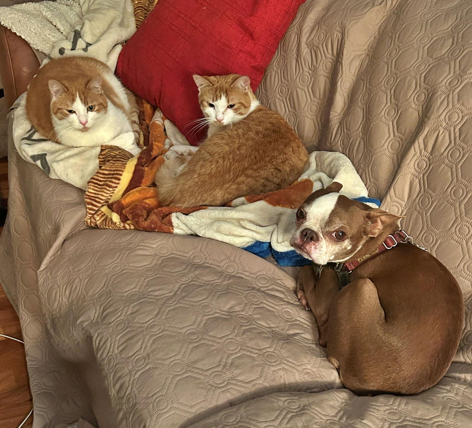 Enlarge Barley & Oatmeal - Offered by Owner - Bonded Boys, a Adoptable Domestic Short Hair in Hillsboro, OR image 2/3