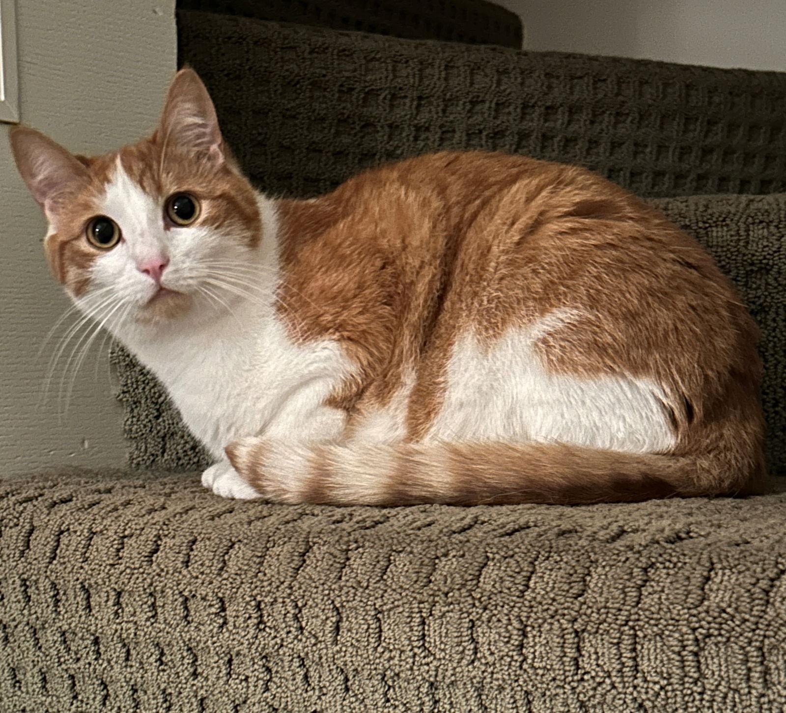 Enlarge Barley & Oatmeal - Offered by Owner - Bonded Boys, a Adoptable Domestic Short Hair in Hillsboro, OR image 3/3