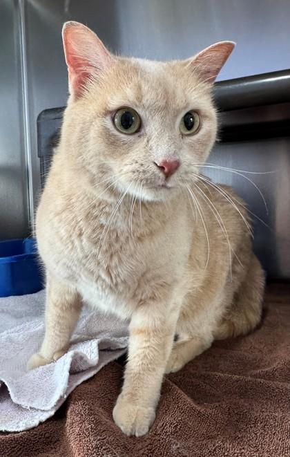 Tabei, Adoptable, Adult Female Domestic Short Hair & Domestic Short Hair.