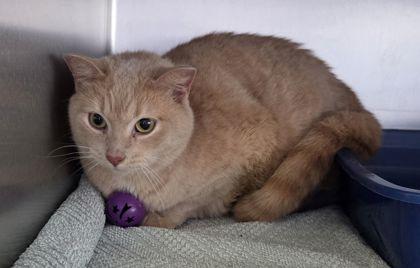 Enlarge Tabei, a Adoptable mixed breed in Willmar, MN image 2/2