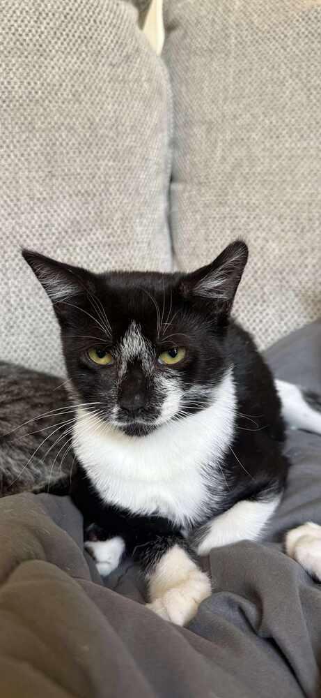 Enlarge Kala, a Adoptable Domestic Short Hair in Bossier City, LA image 1/2