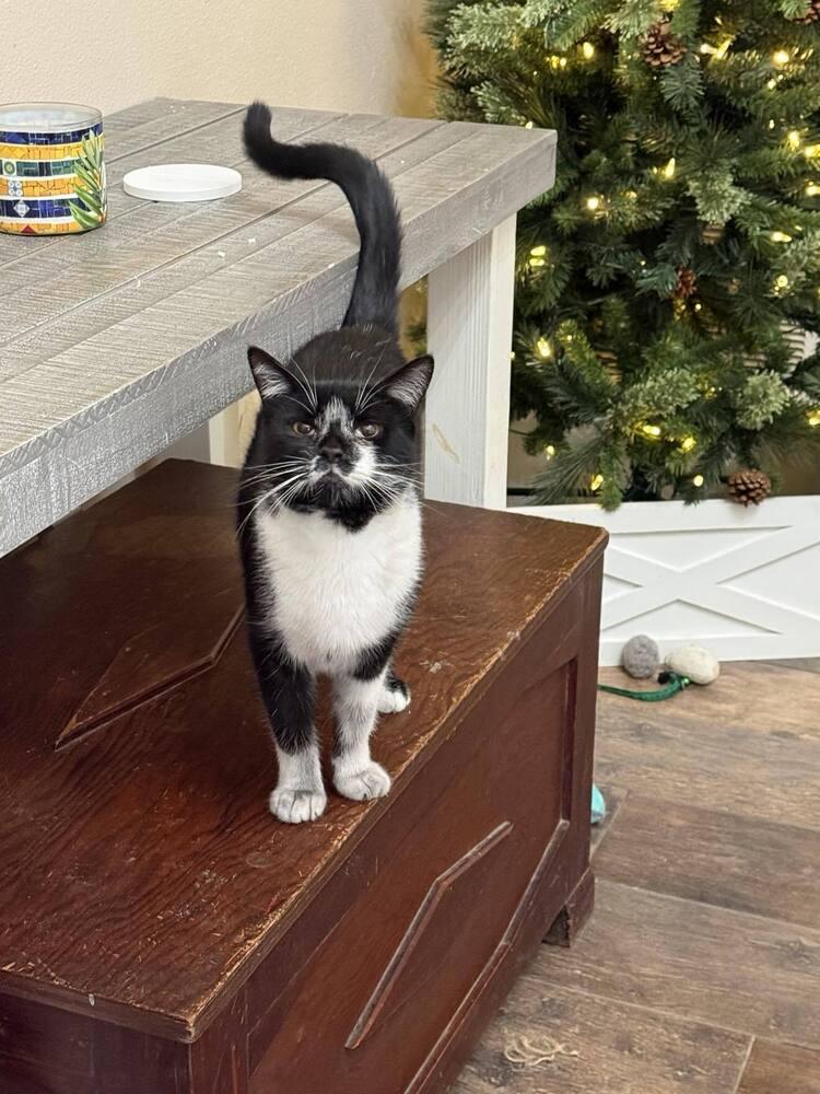 Enlarge Kala, a Adoptable Domestic Short Hair in Bossier City, LA image 2/2