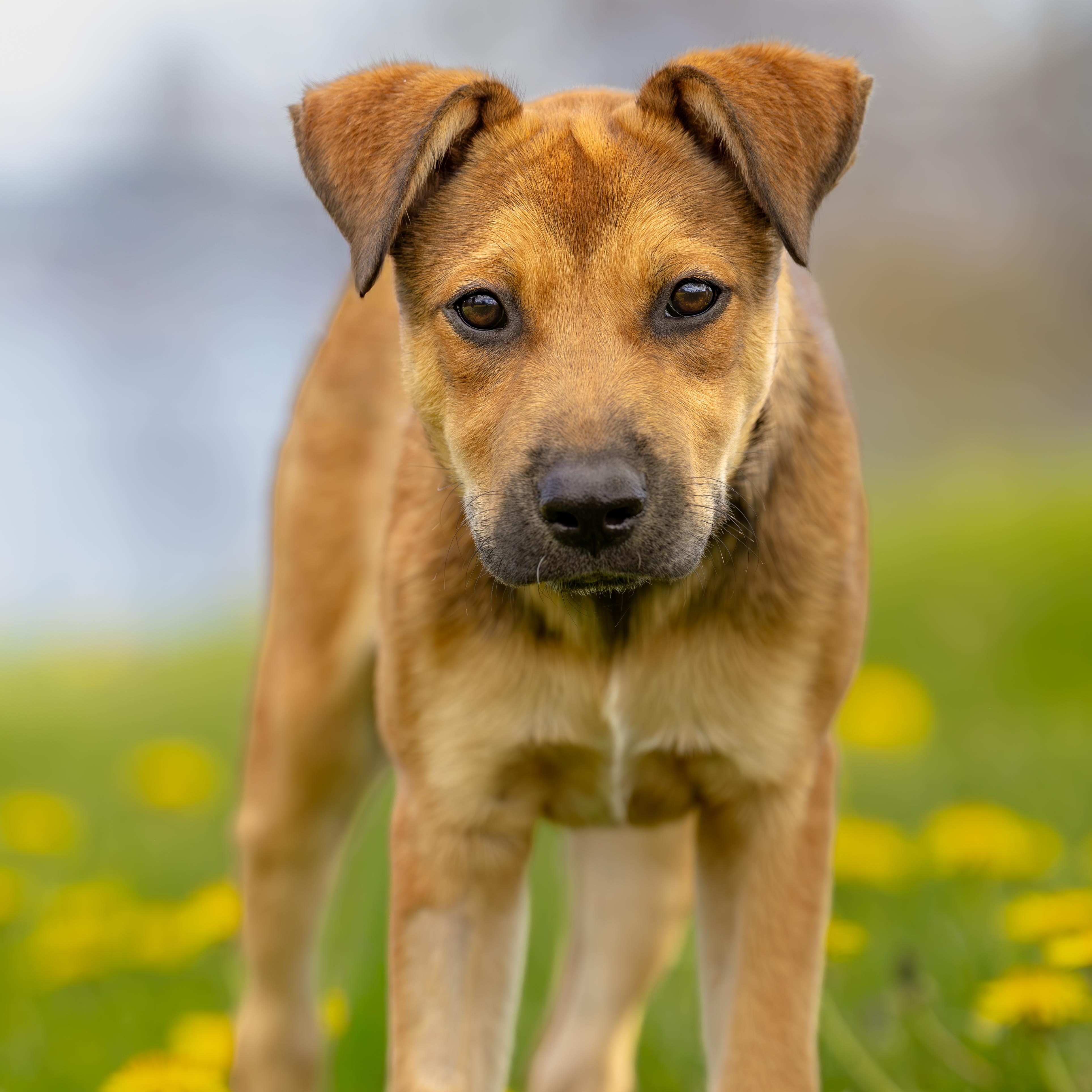 Enlarge Brigita, a Adoptable Mixed Breed in Head of Saint Margarets Bay, NS image 4/5
