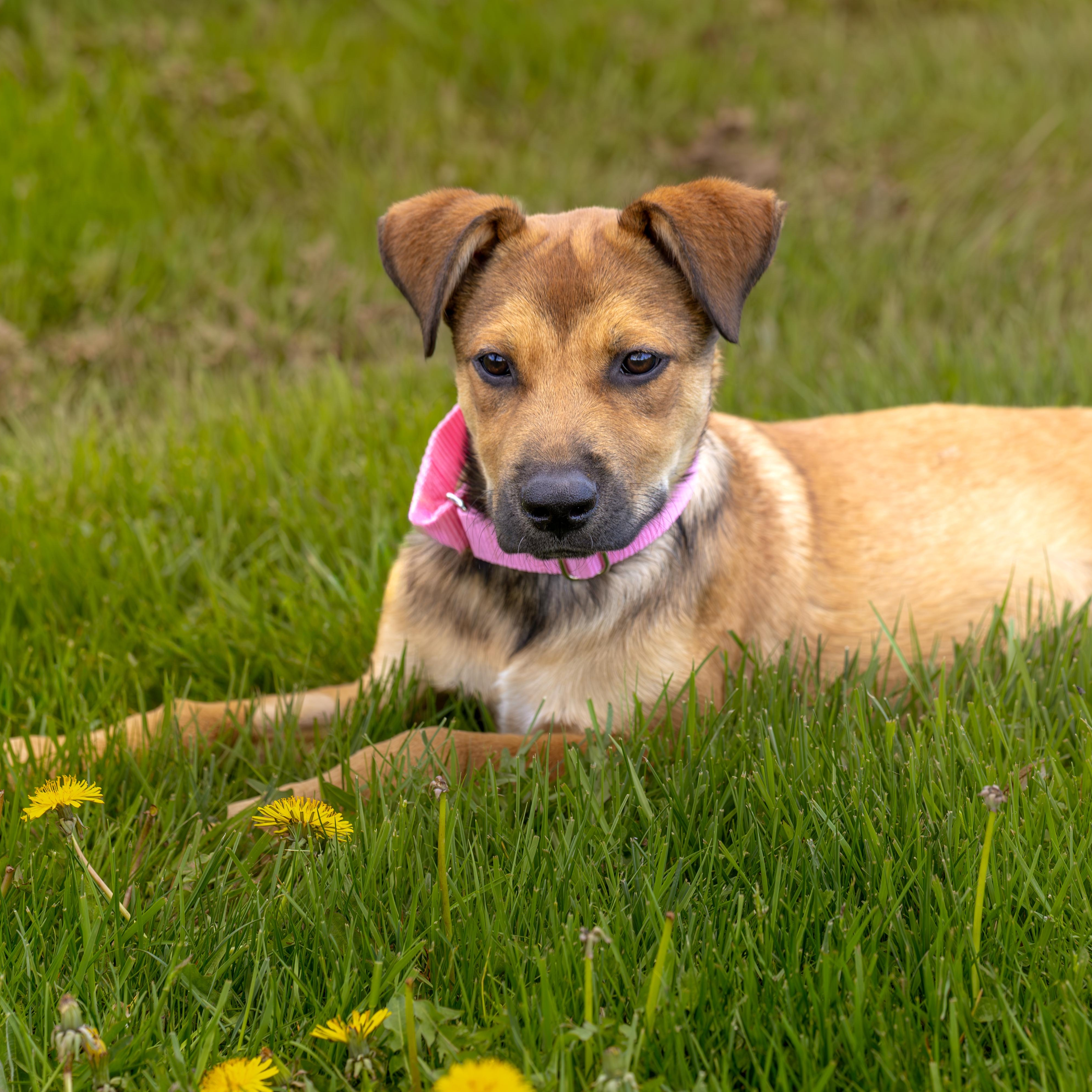 Enlarge Brigita, a Adoptable Mixed Breed in Head of Saint Margarets Bay, NS image 2/5