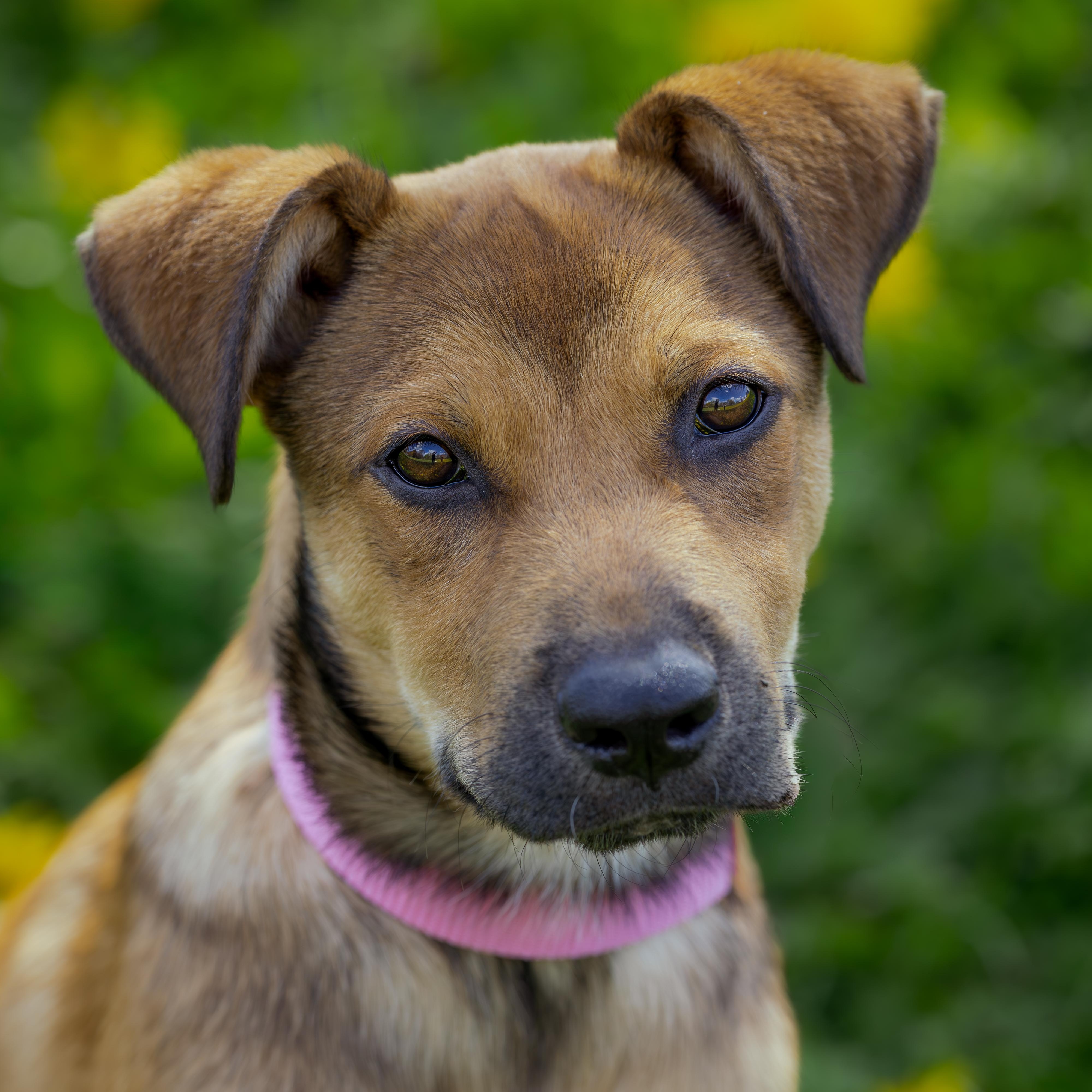 Enlarge Brigita, a Adoptable Mixed Breed in Head of Saint Margarets Bay, NS image 5/5