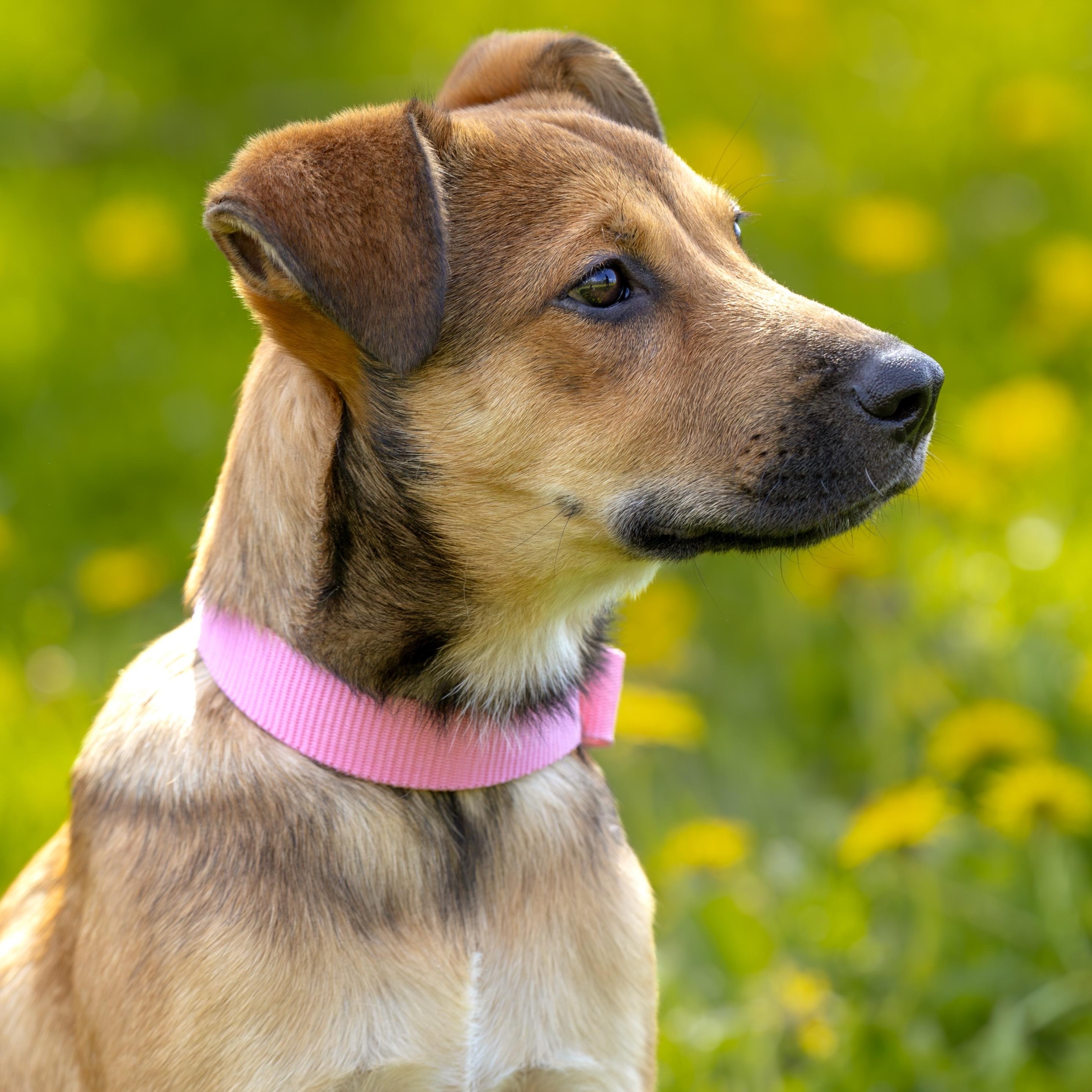 Brigita, Adoptable, Puppy Female Mixed Breed.
