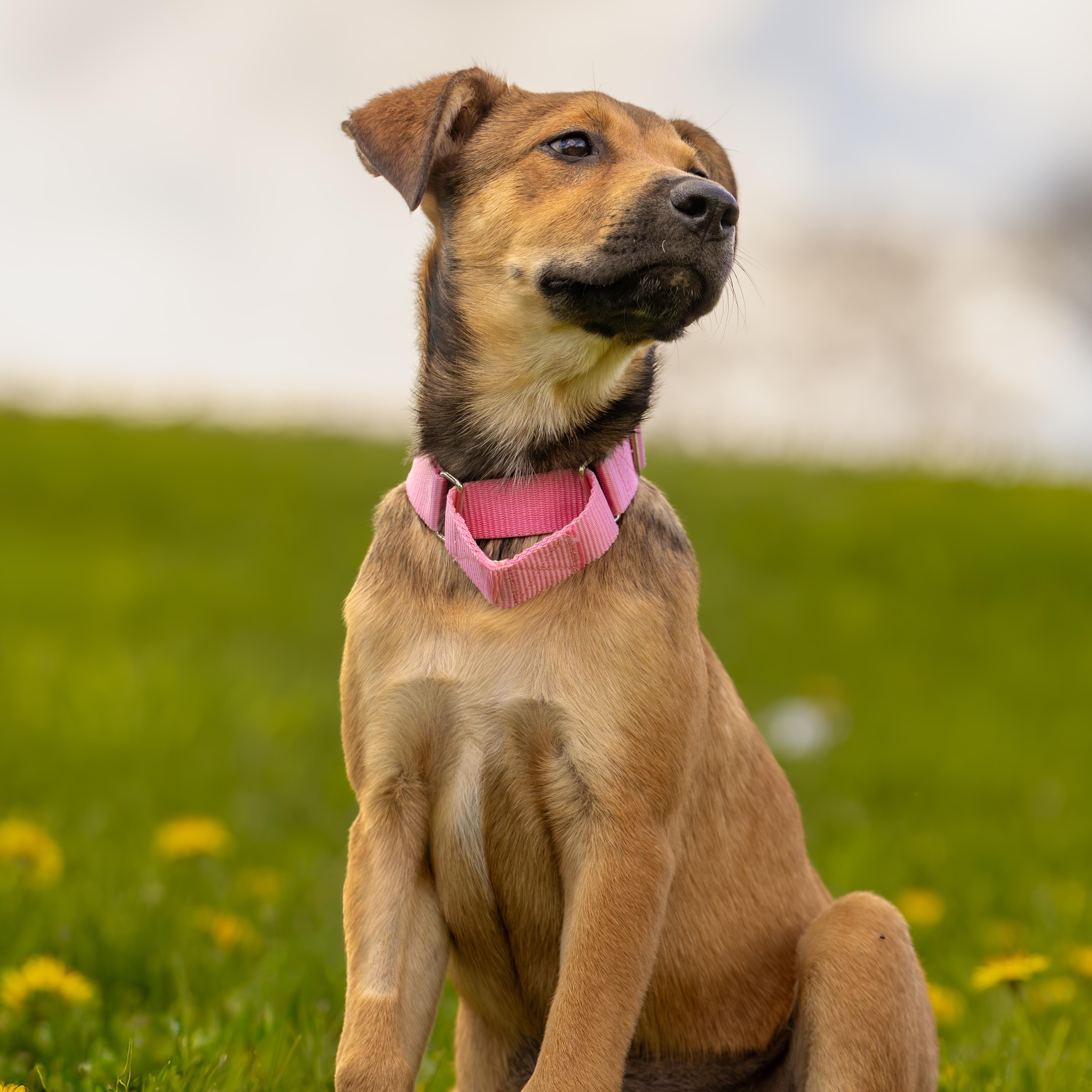 Enlarge Brigita, a Adoptable Mixed Breed in Head of Saint Margarets Bay, NS image 3/5