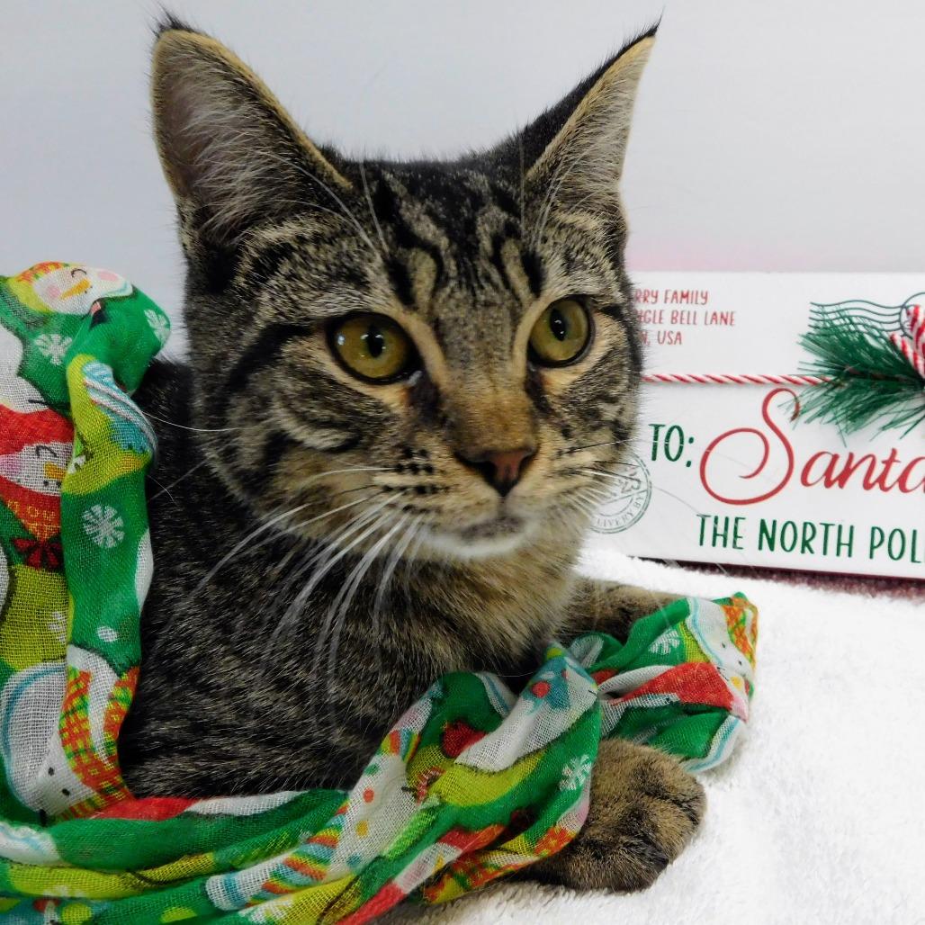 Sneezy, Adoptable, Young Male Domestic Short Hair.