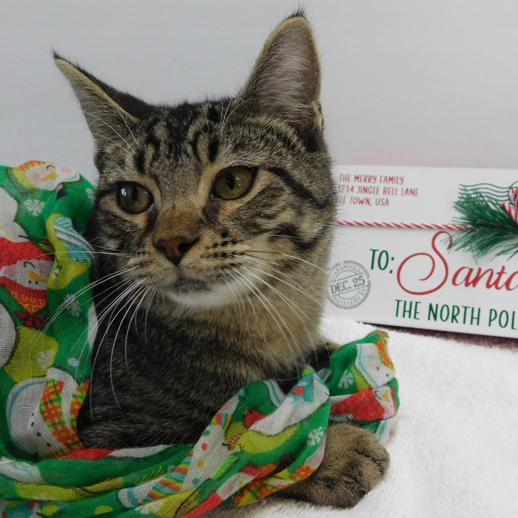 Enlarge Sneezy, a Adoptable Domestic Short Hair in Canton, IL image 3/6