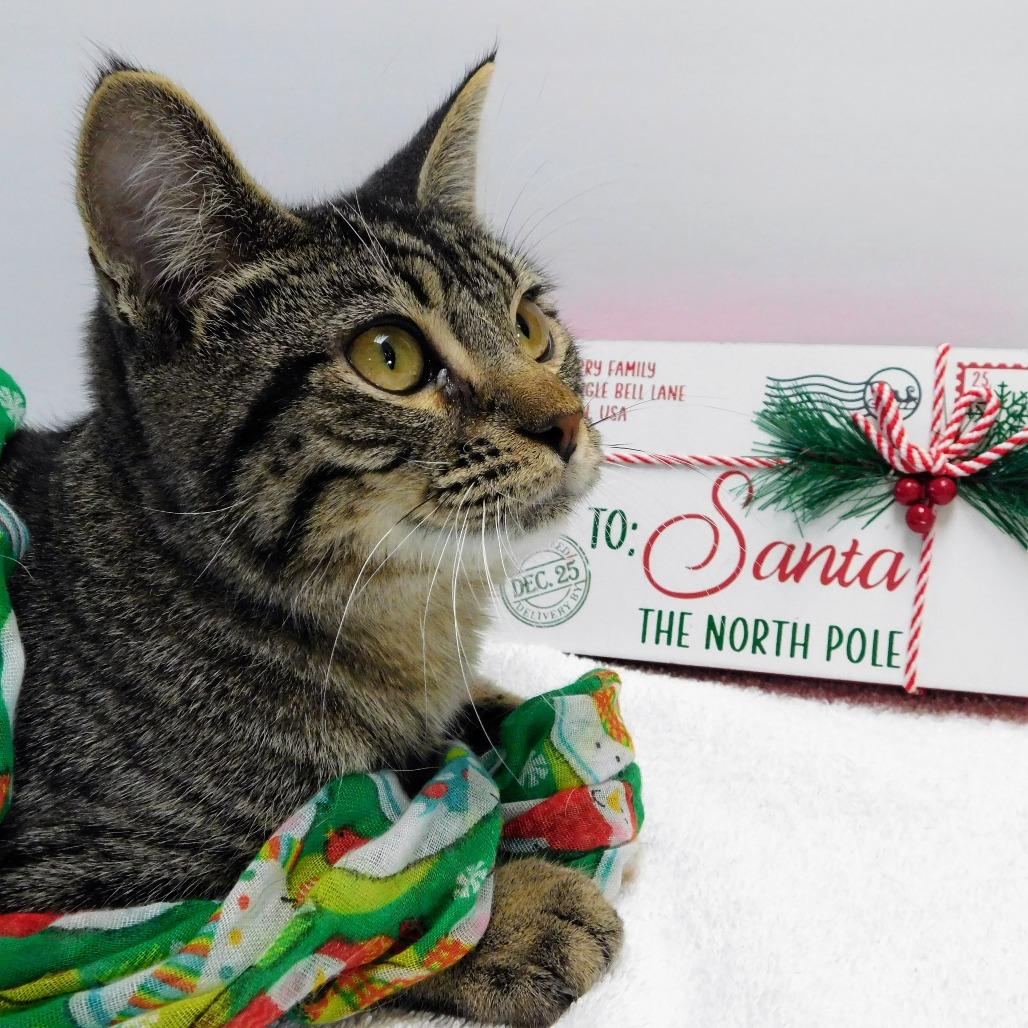 Enlarge Sneezy, a Adoptable Domestic Short Hair in Canton, IL image 5/6