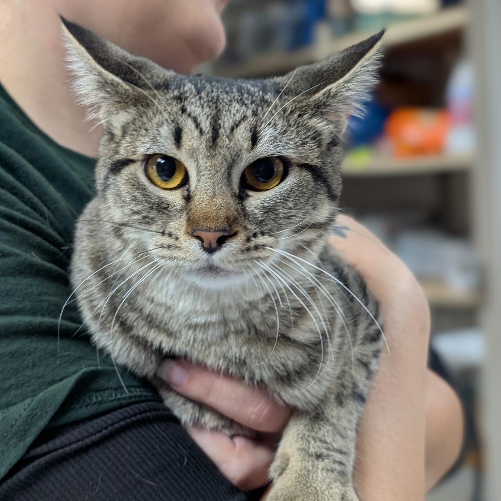 Enlarge Sneezy, a Adoptable Domestic Short Hair in Canton, IL image 6/6