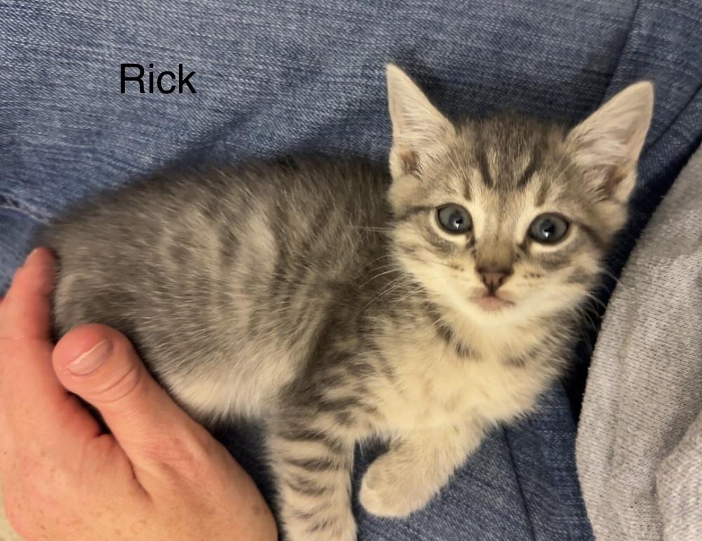 Rick (Yankee Litter), Adopted, Kitten Male Domestic Short Hair.