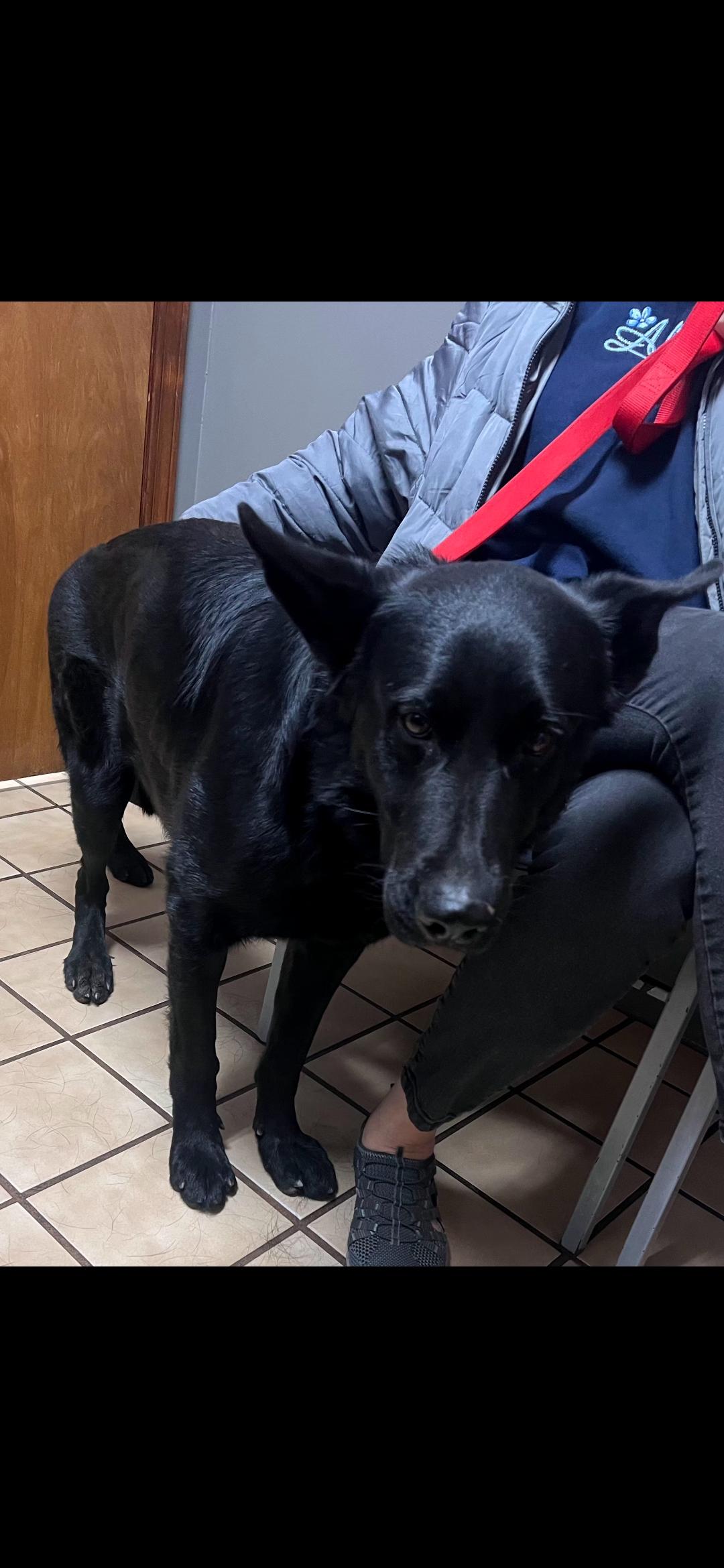 Enlarge Max, a Adoptable German Shepherd Dog in Pelzer, SC image 1/3