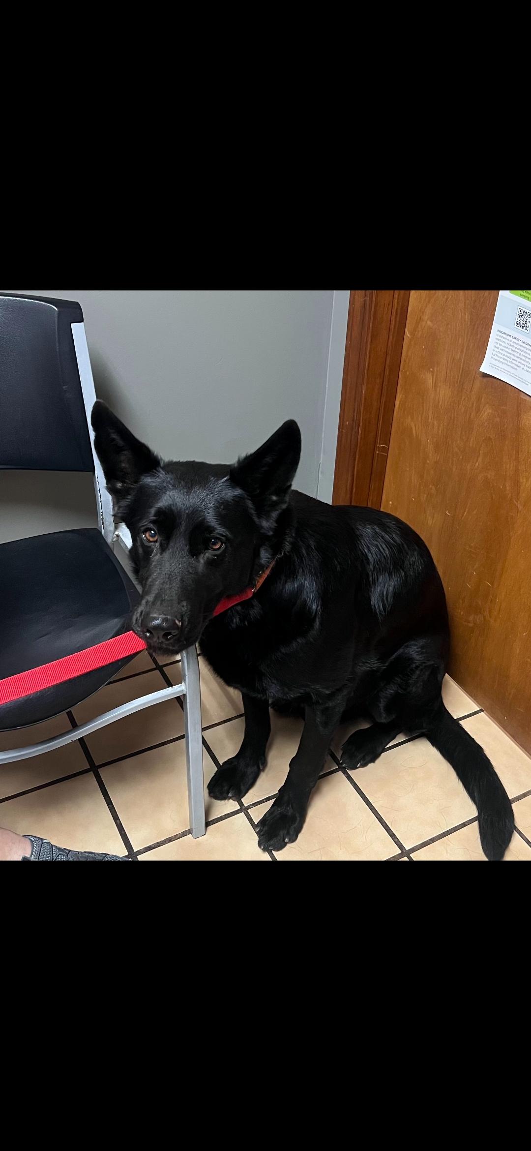 Enlarge Max, a Adoptable German Shepherd Dog in Pelzer, SC image 2/3