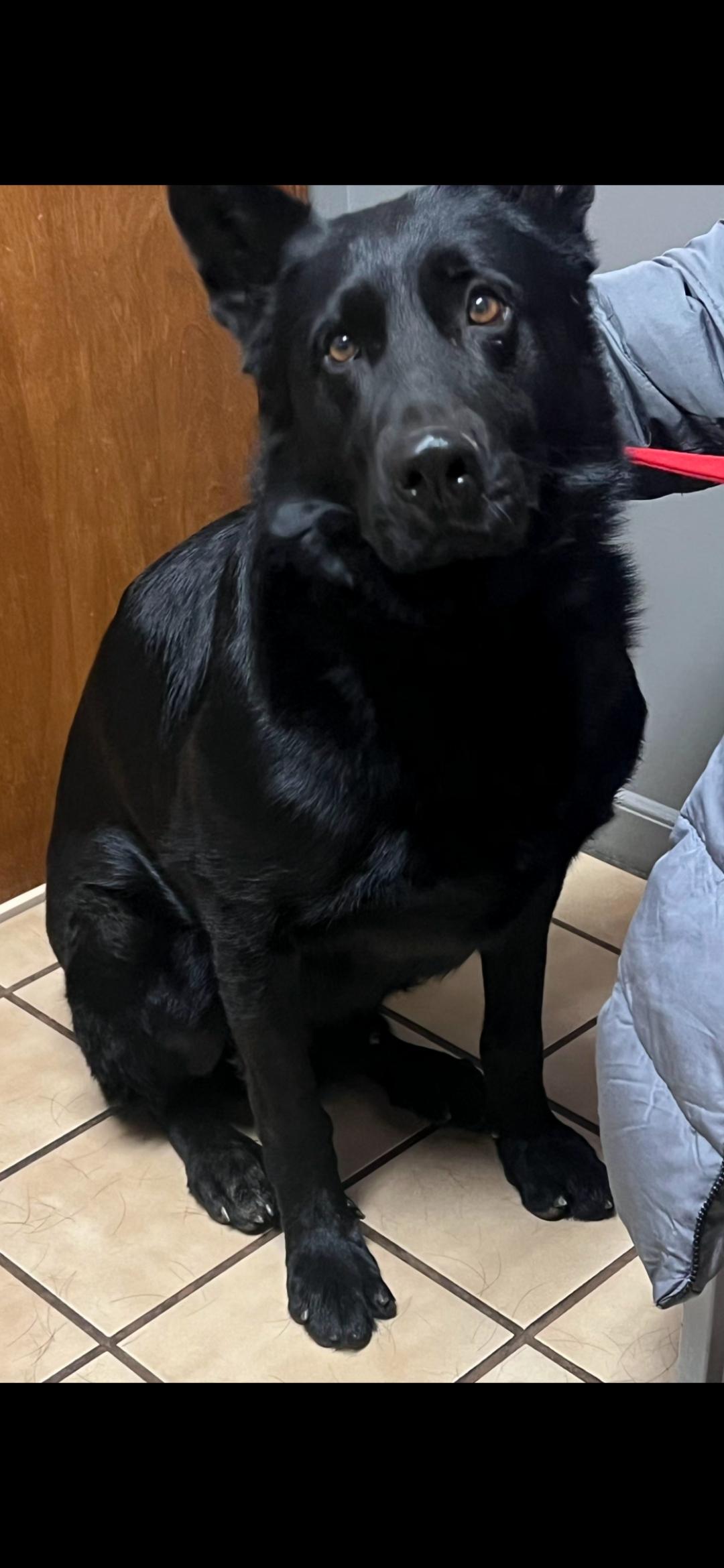 Enlarge Max, a Adoptable German Shepherd Dog in Pelzer, SC image 3/3