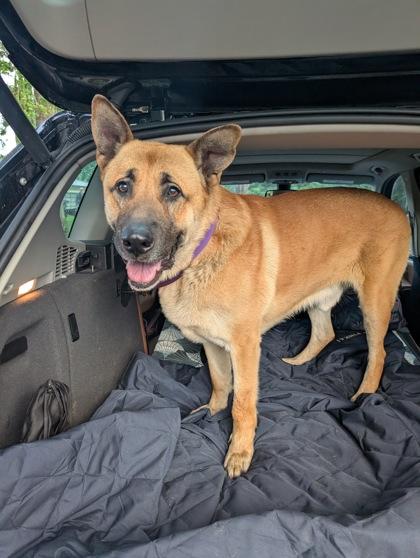 Enlarge Bjorn, a ADOPTABLE mixed breed in Sacramento, CA image 2/5