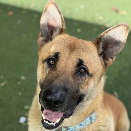 Enlarge Bjorn, a ADOPTABLE mixed breed in Sacramento, CA image 1/5