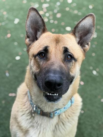 Enlarge Bjorn, a ADOPTABLE mixed breed in Sacramento, CA image 5/5