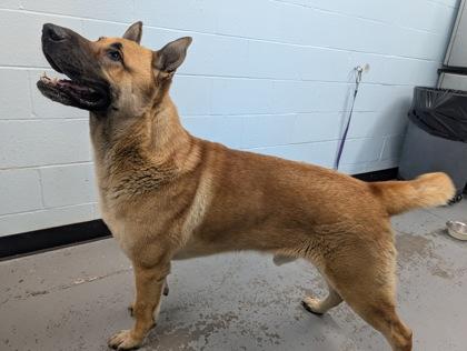 Enlarge Bjorn, a ADOPTABLE mixed breed in Sacramento, CA image 3/5