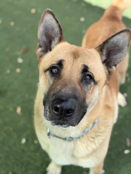 Enlarge Bjorn, a ADOPTABLE mixed breed in Sacramento, CA image 4/5