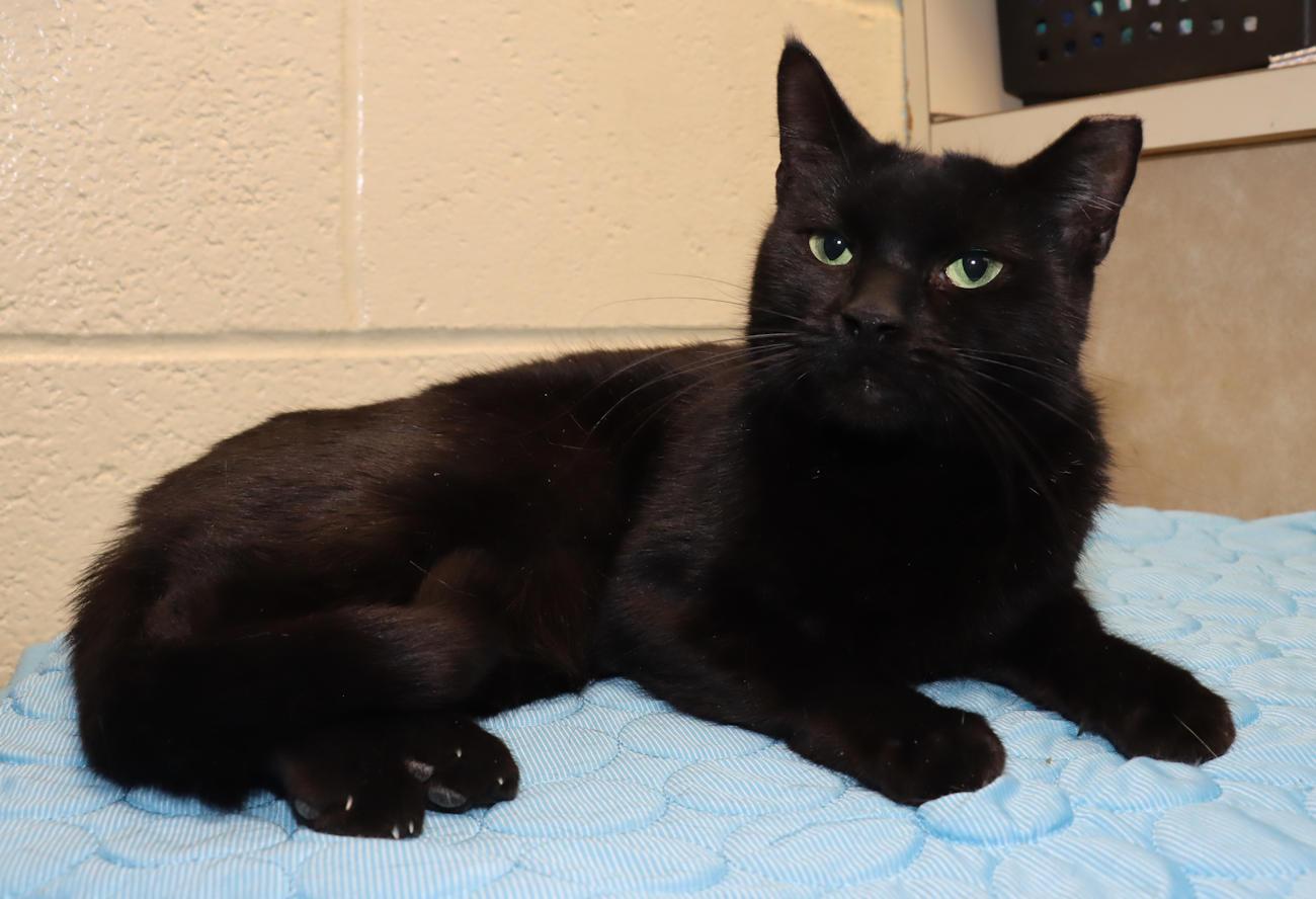 Jade, an adopted Domestic Short Hair in Euclid, OH image 4/6