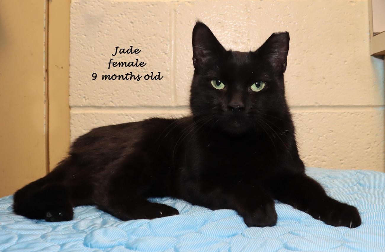 Jade, an adopted Domestic Short Hair in Euclid, OH image 2/6