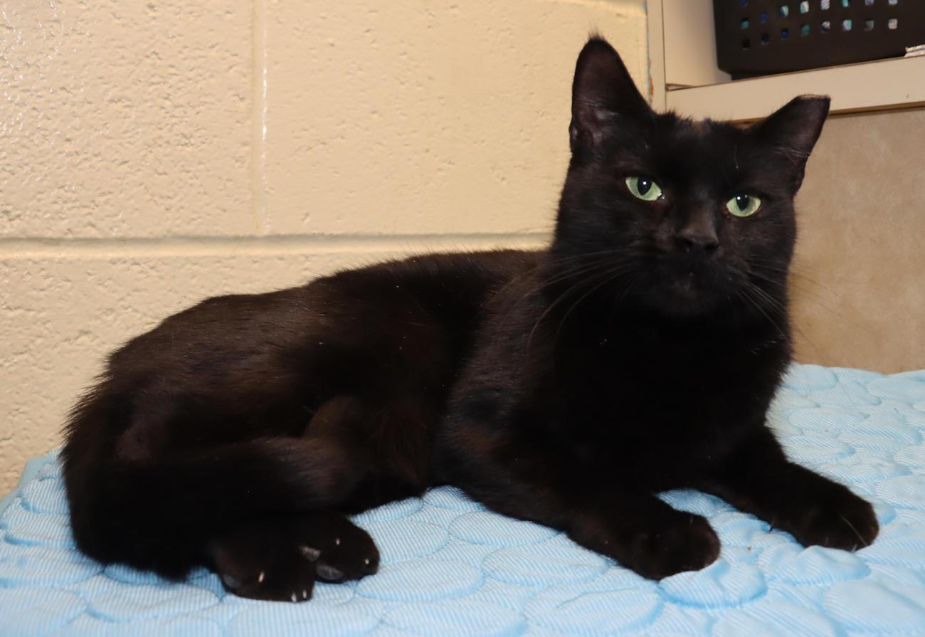 Jade, an adopted Domestic Short Hair in Euclid, OH image 3/6