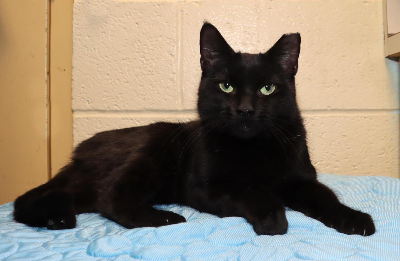 Jade, an adopted Domestic Short Hair in Euclid, OH image 5/6