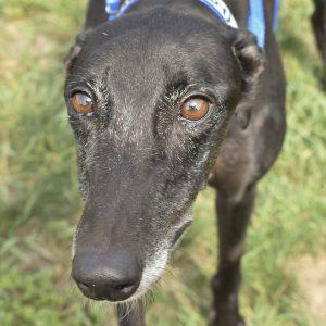 WORLDS COLLIDE, Adoptable, Adult Female Greyhound.