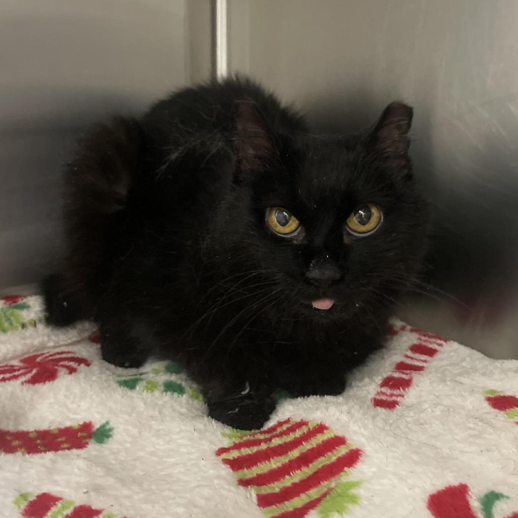 Frankie — thumbnail 2