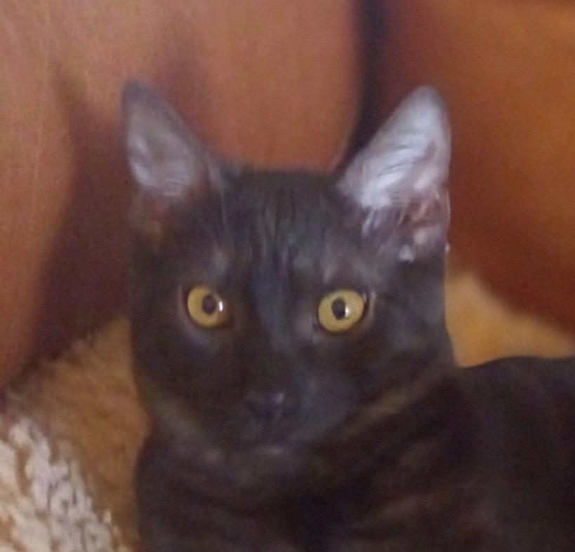 Bubba (Courtesy Post)