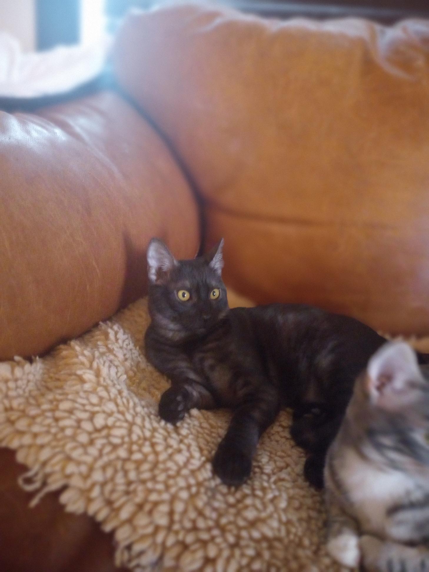 Bubba (Courtesy Post)