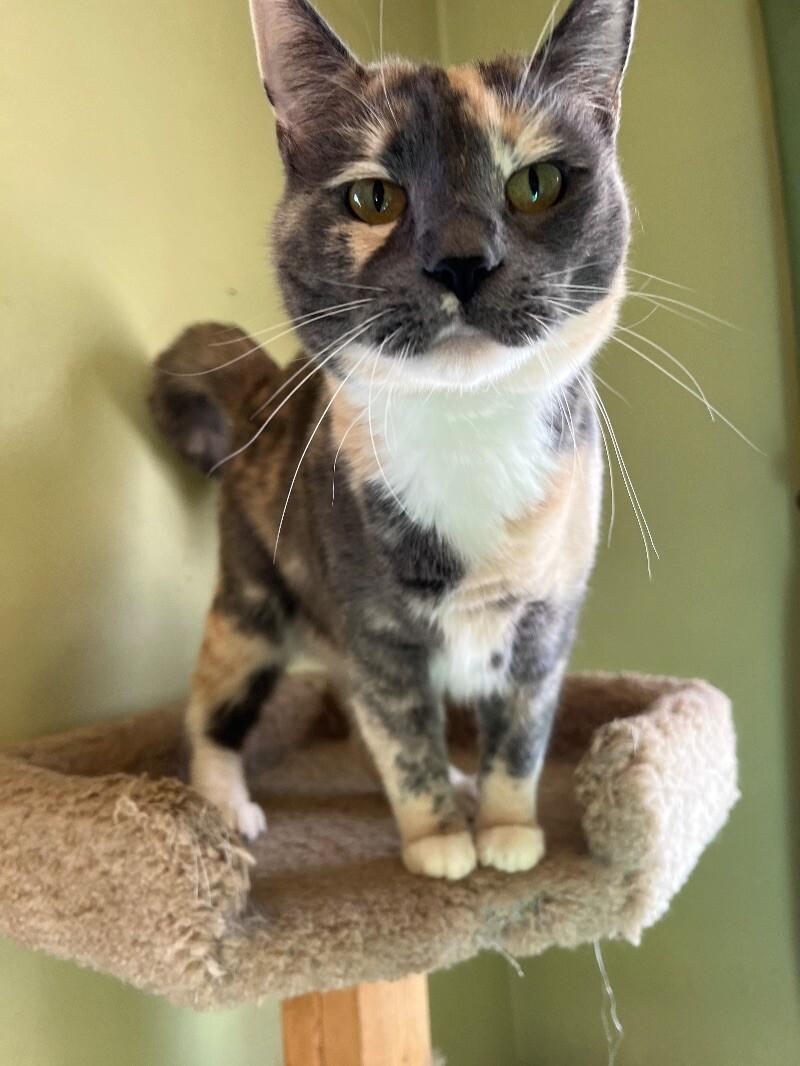 Molly, Adoptable, Adult Female Domestic Short Hair.