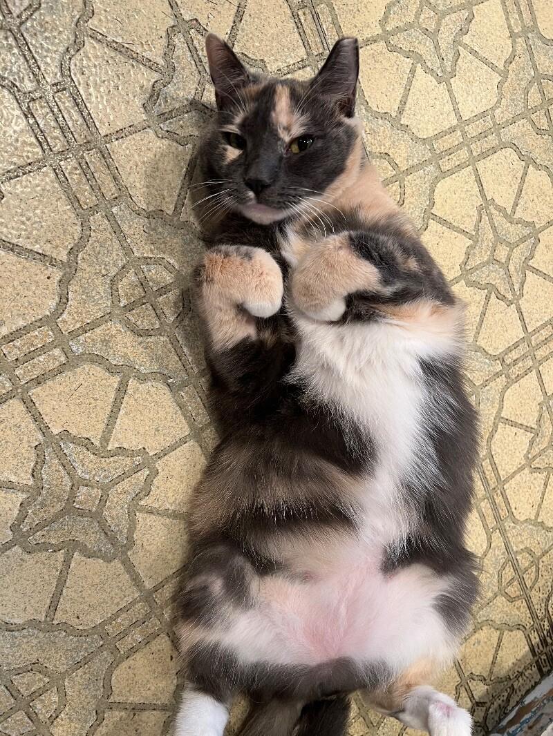 Molly, a Adoptable Domestic Short Hair in Colmar, PA image 2/3