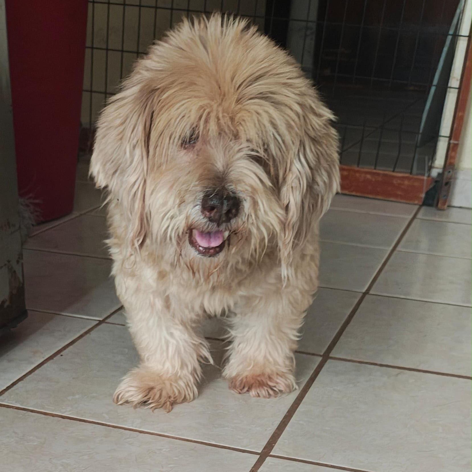 POTATO (out of town) Our favorite Senior, Adoptable, Senior Male Lhasa Apso.