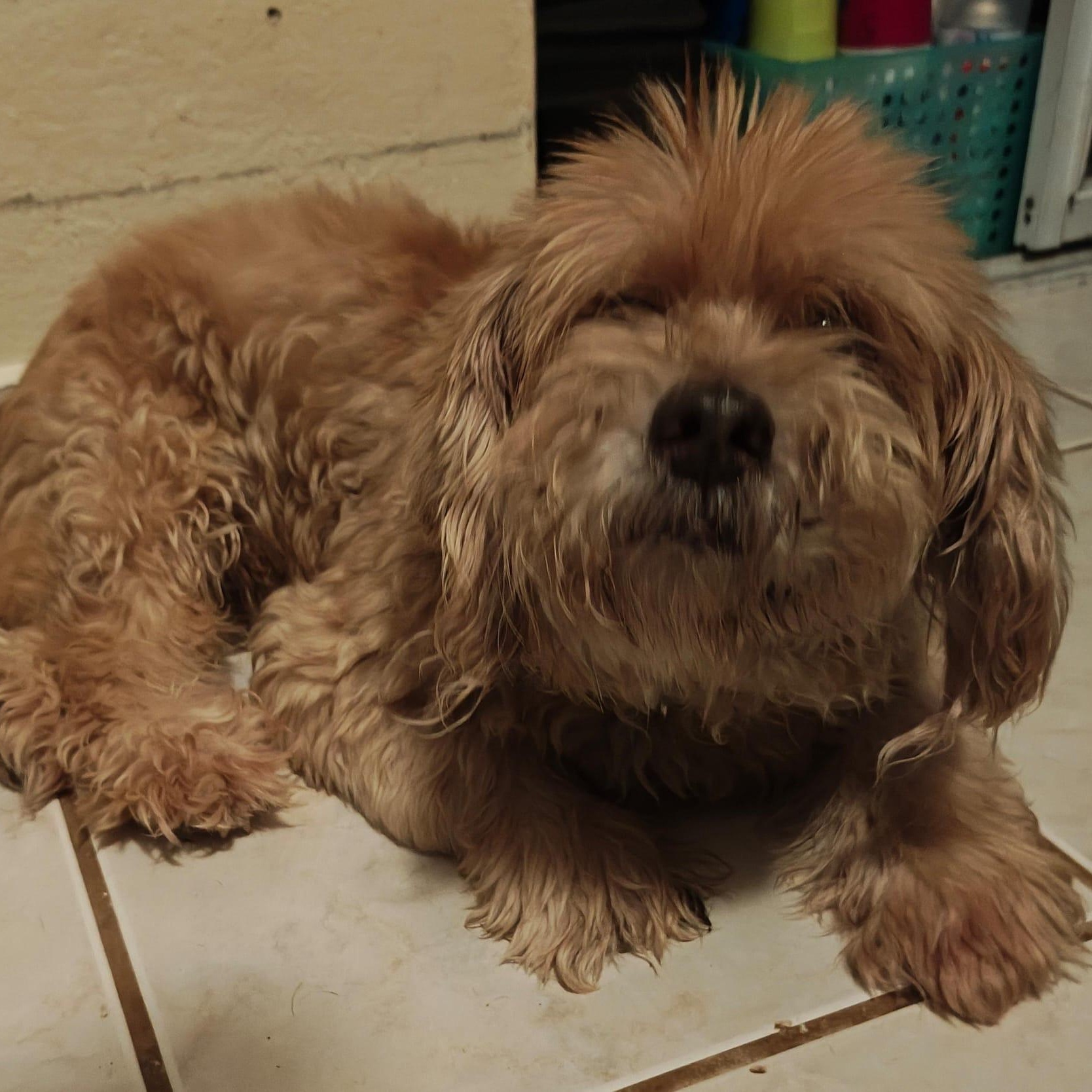 Enlarge POTATO (out of town) Our favorite Senior, a Adoptable mixed breed in New York, NY image 4/4