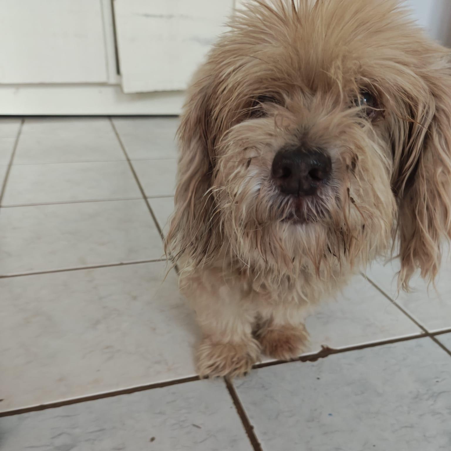 Enlarge POTATO (out of town) Our favorite Senior, a Adoptable mixed breed in New York, NY image 2/4